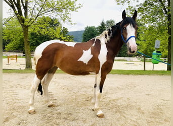 Altri cavalli a sangue caldo Mix, Giumenta, 3 Anni, 157 cm, Pezzato