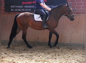 Altri cavalli a sangue caldo, Giumenta, 3 Anni, 158 cm