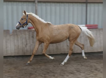 Altri cavalli a sangue caldo, Giumenta, 3 Anni, 165 cm, Palomino