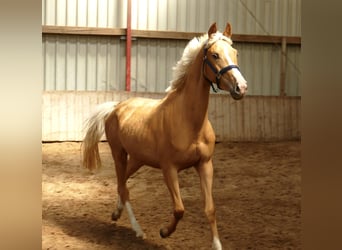 Altri cavalli a sangue caldo, Giumenta, 3 Anni, 165 cm, Palomino