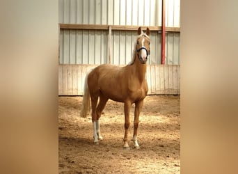 Altri cavalli a sangue caldo, Giumenta, 3 Anni, 165 cm, Palomino