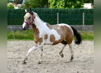 Altri cavalli a sangue caldo, Giumenta, 3 Anni, 166 cm, Pezzato