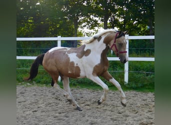 Altri cavalli a sangue caldo, Giumenta, 3 Anni, 166 cm, Pezzato