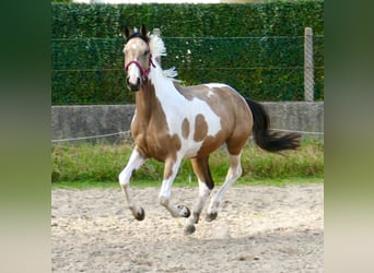 Altri cavalli a sangue caldo, Giumenta, 3 Anni, 166 cm, Pezzato