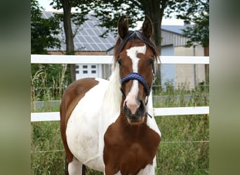 Altri cavalli a sangue caldo, Giumenta, 3 Anni, 168 cm, Pezzato