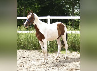 Altri cavalli a sangue caldo, Giumenta, 3 Anni, 168 cm, Pezzato