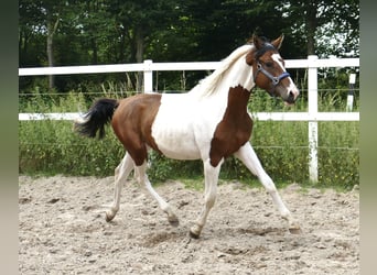 Altri cavalli a sangue caldo, Giumenta, 3 Anni, 168 cm, Pezzato