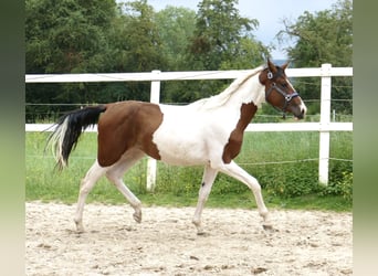 Altri cavalli a sangue caldo, Giumenta, 3 Anni, 168 cm, Pezzato