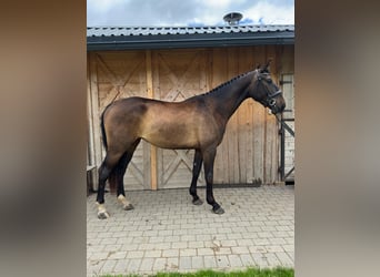 Altri cavalli a sangue caldo, Giumenta, 3 Anni, 169 cm, Baio scuro