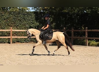 Altri cavalli a sangue caldo, Giumenta, 4 Anni, 126 cm, Pelle di daino