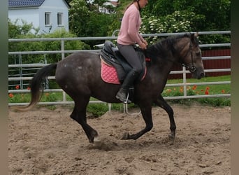 Altri cavalli a sangue caldo, Giumenta, 4 Anni, 155 cm, Grigio ferro