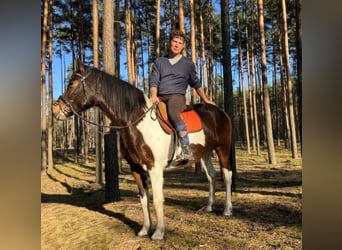 Altri cavalli a sangue caldo Mix, Giumenta, 4 Anni, 155 cm, Pezzato