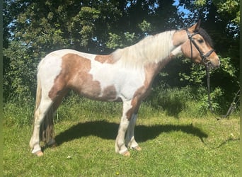 Altri cavalli a sangue caldo, Giumenta, 4 Anni, 156 cm, Pezzato