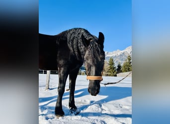 Altri cavalli a sangue caldo, Giumenta, 4 Anni, 157 cm, Morello