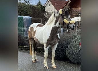 Altri cavalli a sangue caldo Mix, Giumenta, 4 Anni, 157 cm, Pezzato