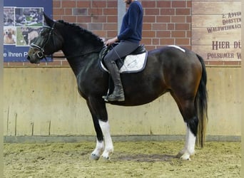 Altri cavalli a sangue caldo, Giumenta, 4 Anni, 158 cm