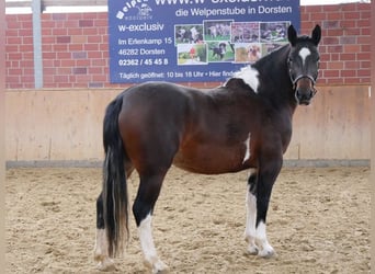 Altri cavalli a sangue caldo, Giumenta, 4 Anni, 158 cm