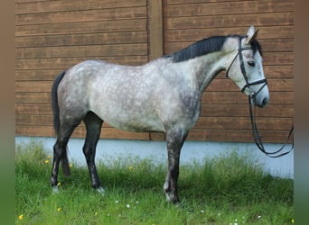 Altri cavalli a sangue caldo, Giumenta, 4 Anni, 160 cm, Grigio pezzato