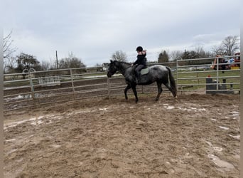 Altri cavalli a sangue caldo, Giumenta, 4 Anni, 160 cm, Leardo