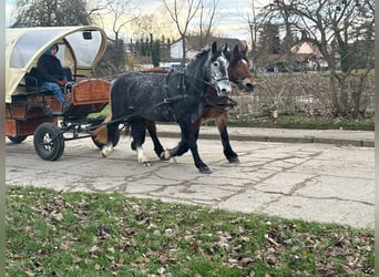 Altri cavalli a sangue caldo, Giumenta, 4 Anni, 163 cm, Grigio pezzato