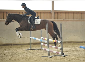 Altri cavalli a sangue caldo, Giumenta, 4 Anni, 165 cm, Baio