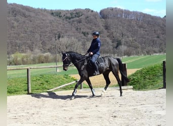 Altri cavalli a sangue caldo, Giumenta, 4 Anni, 165 cm, Baio nero