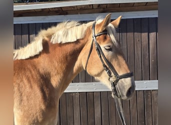 Altri cavalli a sangue caldo Mix, Giumenta, 4 Anni, 165 cm, Sauro