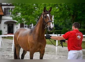 Altri cavalli a sangue caldo, Giumenta, 4 Anni, 166 cm, Baio