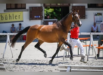 Altri cavalli a sangue caldo, Giumenta, 4 Anni, 166 cm, Baio