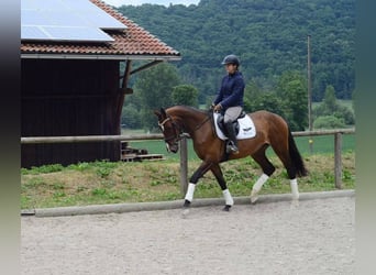 Altri cavalli a sangue caldo, Giumenta, 4 Anni, 167 cm, Baio