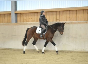 Altri cavalli a sangue caldo, Giumenta, 4 Anni, 167 cm, Baio