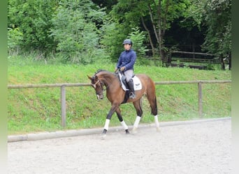 Altri cavalli a sangue caldo, Giumenta, 4 Anni, 167 cm, Baio