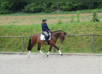 Altri cavalli a sangue caldo, Giumenta, 4 Anni, 167 cm, Baio
