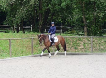 Altri cavalli a sangue caldo, Giumenta, 4 Anni, 167 cm, Baio