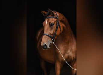 Altri cavalli a sangue caldo, Giumenta, 4 Anni, 167 cm, Baio ciliegia