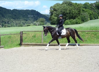 Altri cavalli a sangue caldo, Giumenta, 4 Anni, 167 cm, Baio nero
