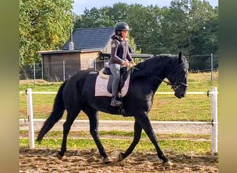 Altri cavalli a sangue caldo, Giumenta, 4 Anni, 167 cm, Morello