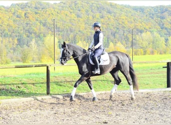 Altri cavalli a sangue caldo, Giumenta, 4 Anni, 168 cm, Morello