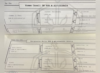 Altri cavalli a sangue caldo, Giumenta, 4 Anni, 170 cm, Baio chiaro