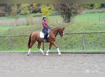 Altri cavalli a sangue caldo, Giumenta, 4 Anni, 173 cm, Sauro