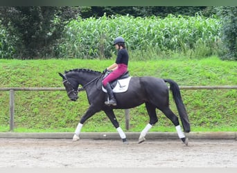 Altri cavalli a sangue caldo, Giumenta, 4 Anni, 174 cm, Morello