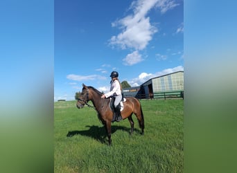 Altri cavalli a sangue caldo, Giumenta, 5 Anni, 147 cm, Baio