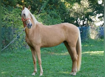 Altri cavalli a sangue caldo, Giumenta, 5 Anni, 153 cm, Palomino