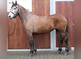 Altri cavalli a sangue caldo, Giumenta, 5 Anni, 155 cm, Falbo baio