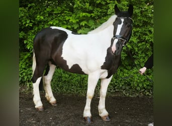Altri cavalli a sangue caldo, Giumenta, 5 Anni, 159 cm, Pezzato