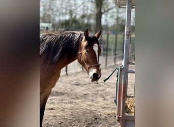 Altri cavalli a sangue caldo, Giumenta, 5 Anni, 160 cm, Baio