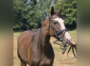 Altri cavalli a sangue caldo, Giumenta, 5 Anni, 160 cm, Baio nero