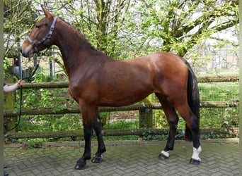Altri cavalli a sangue caldo, Giumenta, 5 Anni, 160 cm