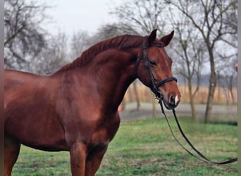 Altri cavalli a sangue caldo, Giumenta, 5 Anni, 163 cm, Baio