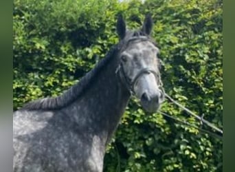 Altri cavalli a sangue caldo, Giumenta, 5 Anni, 163 cm, Grigio ferro